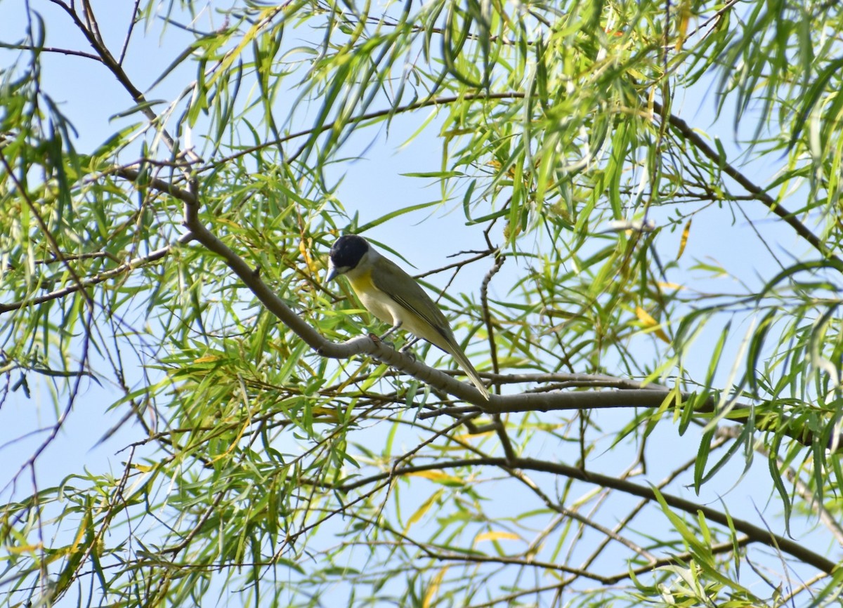 Bécarde verte - ML611636919