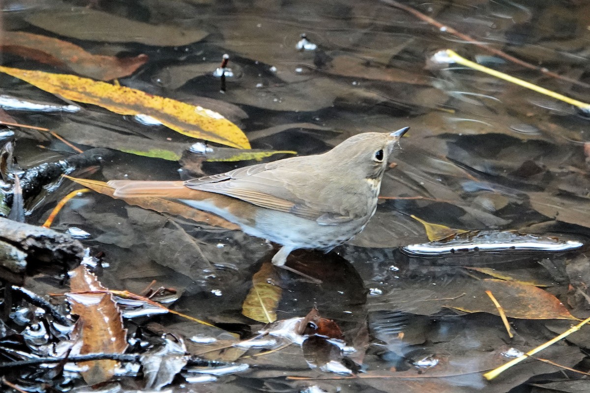 Hermit Thrush - ML611636921