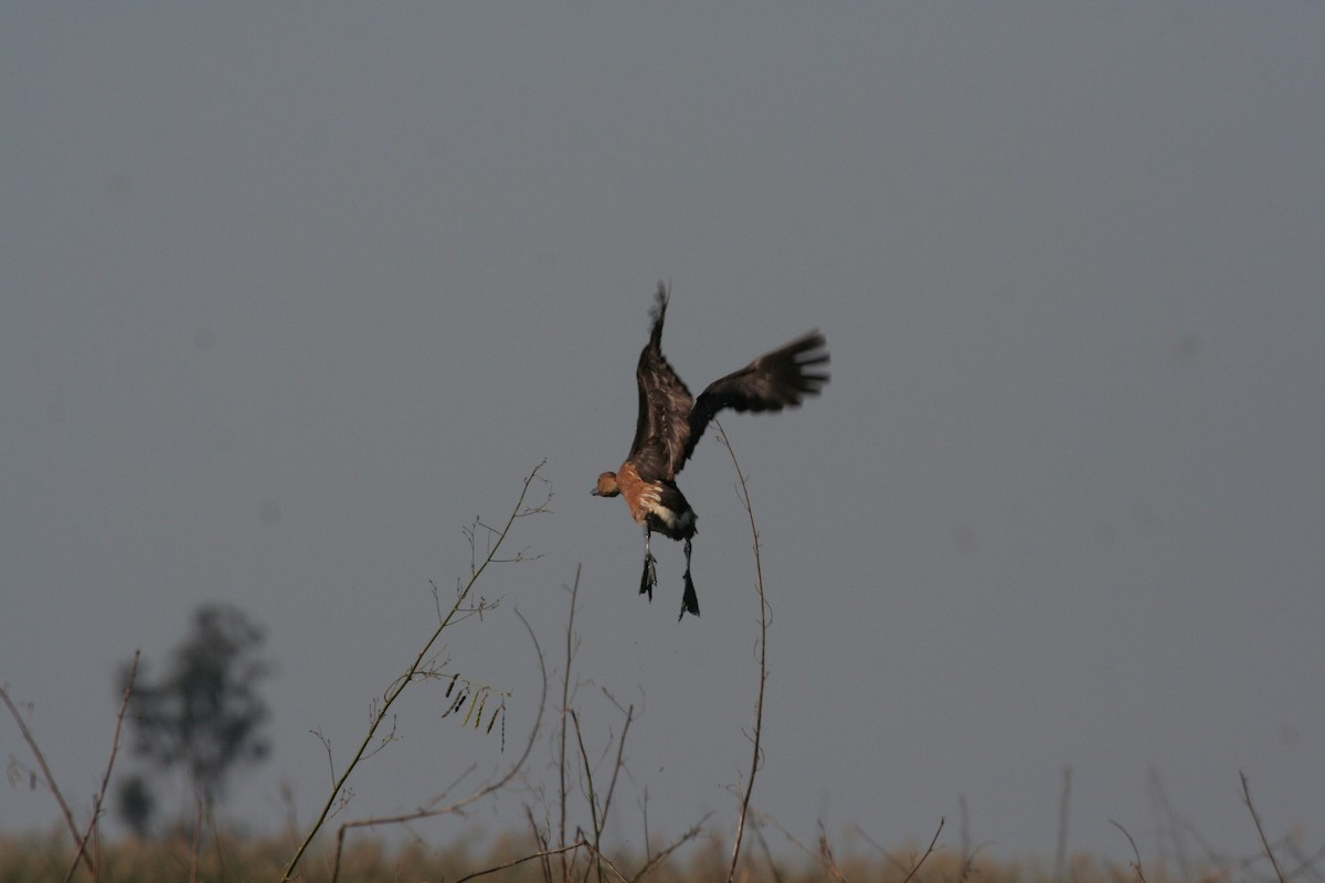 Fulvous Whistling-Duck - Guy RUFRAY