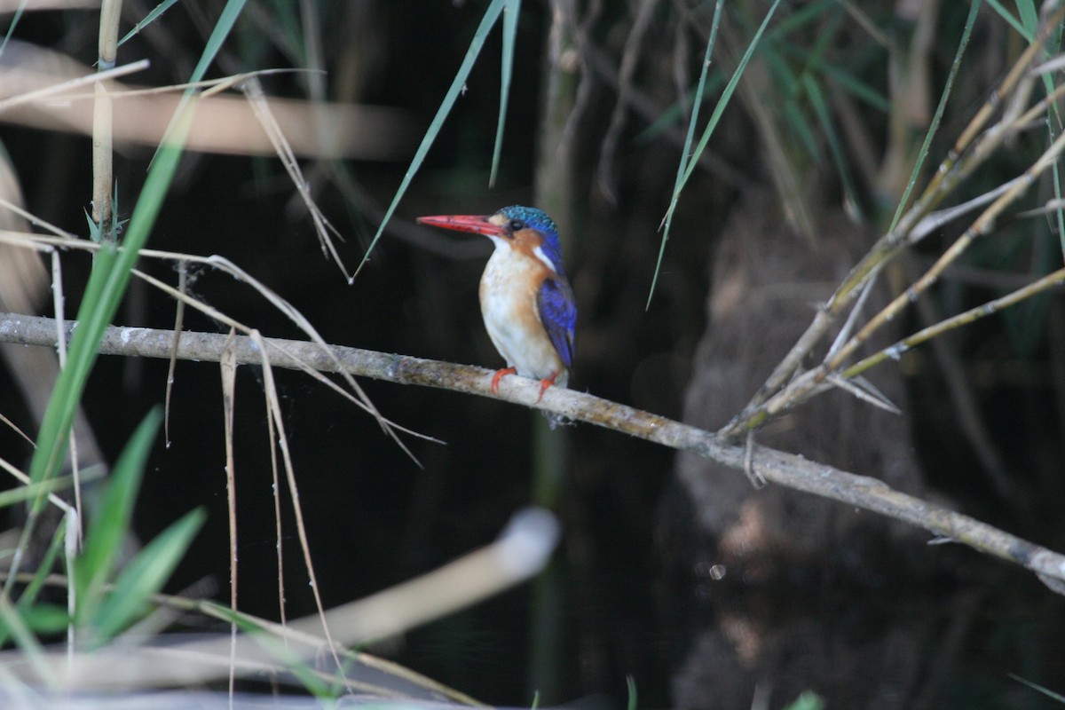 Malachite Kingfisher - Guy RUFRAY