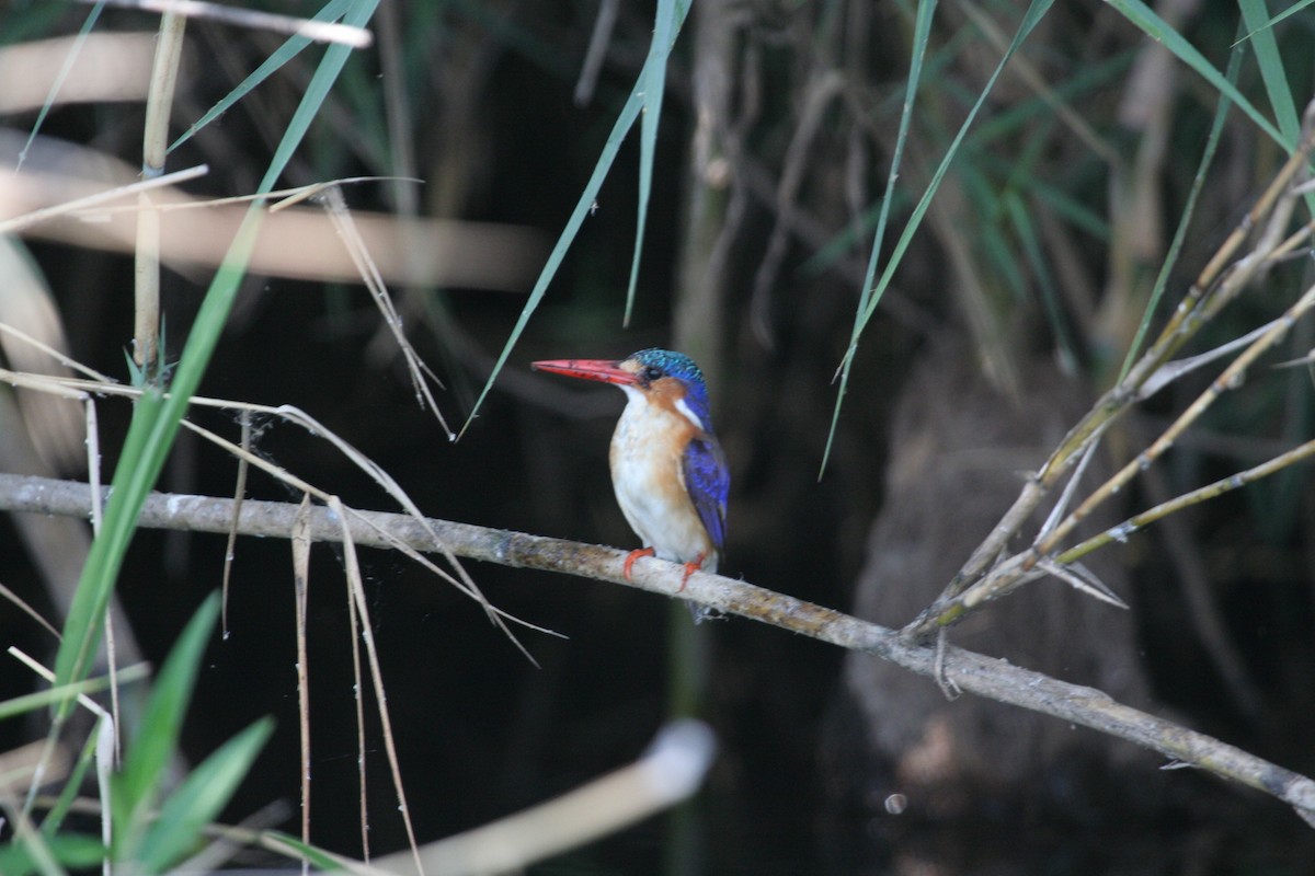 Malachite Kingfisher - ML611637024