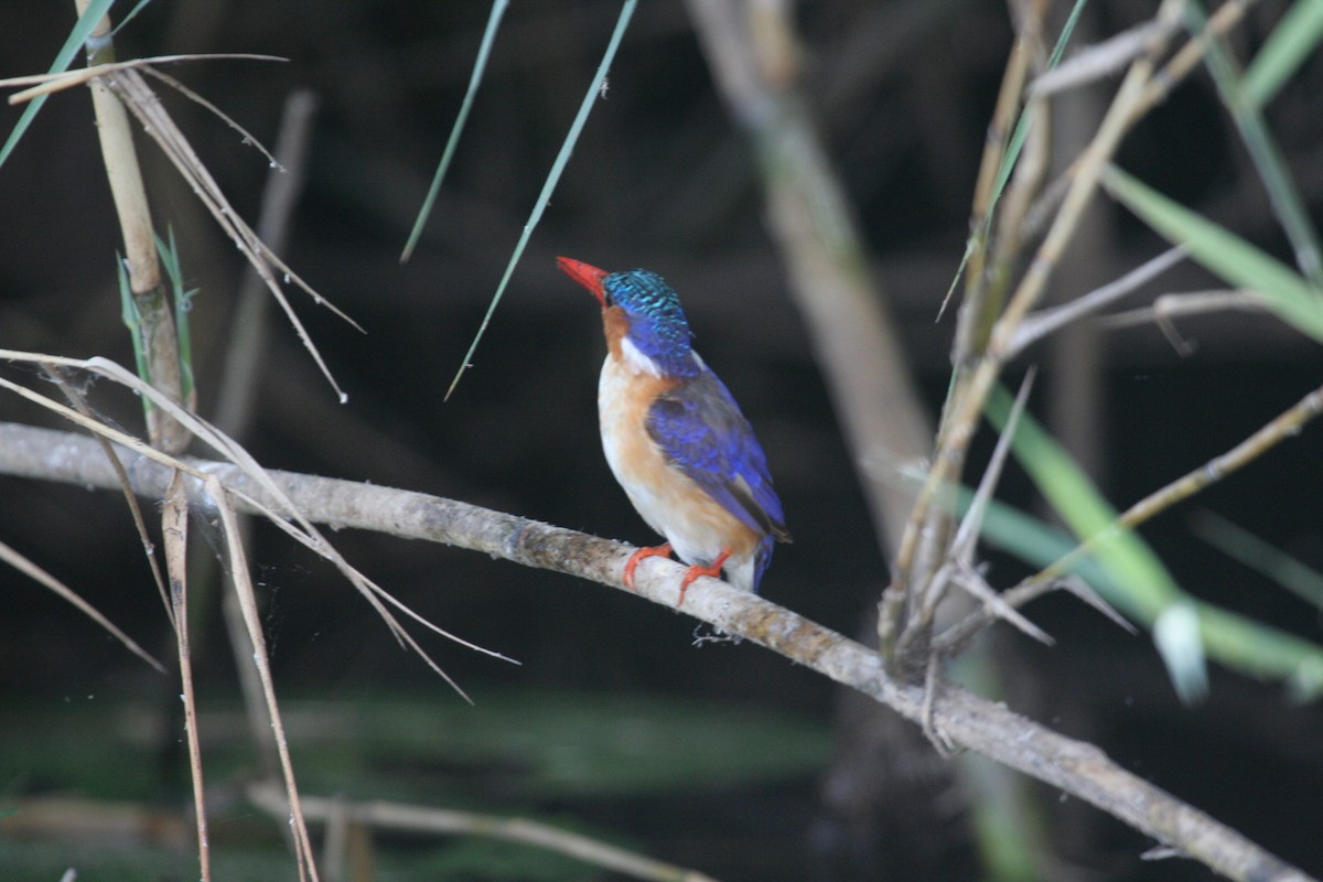 Malachite Kingfisher - ML611637025