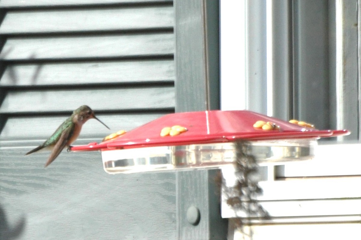 Broad-tailed Hummingbird - ML611637036