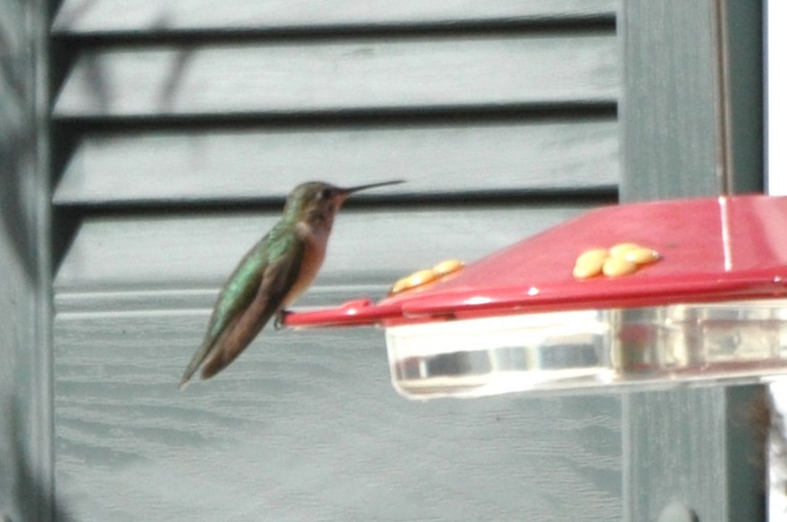 Broad-tailed Hummingbird - ML611637037
