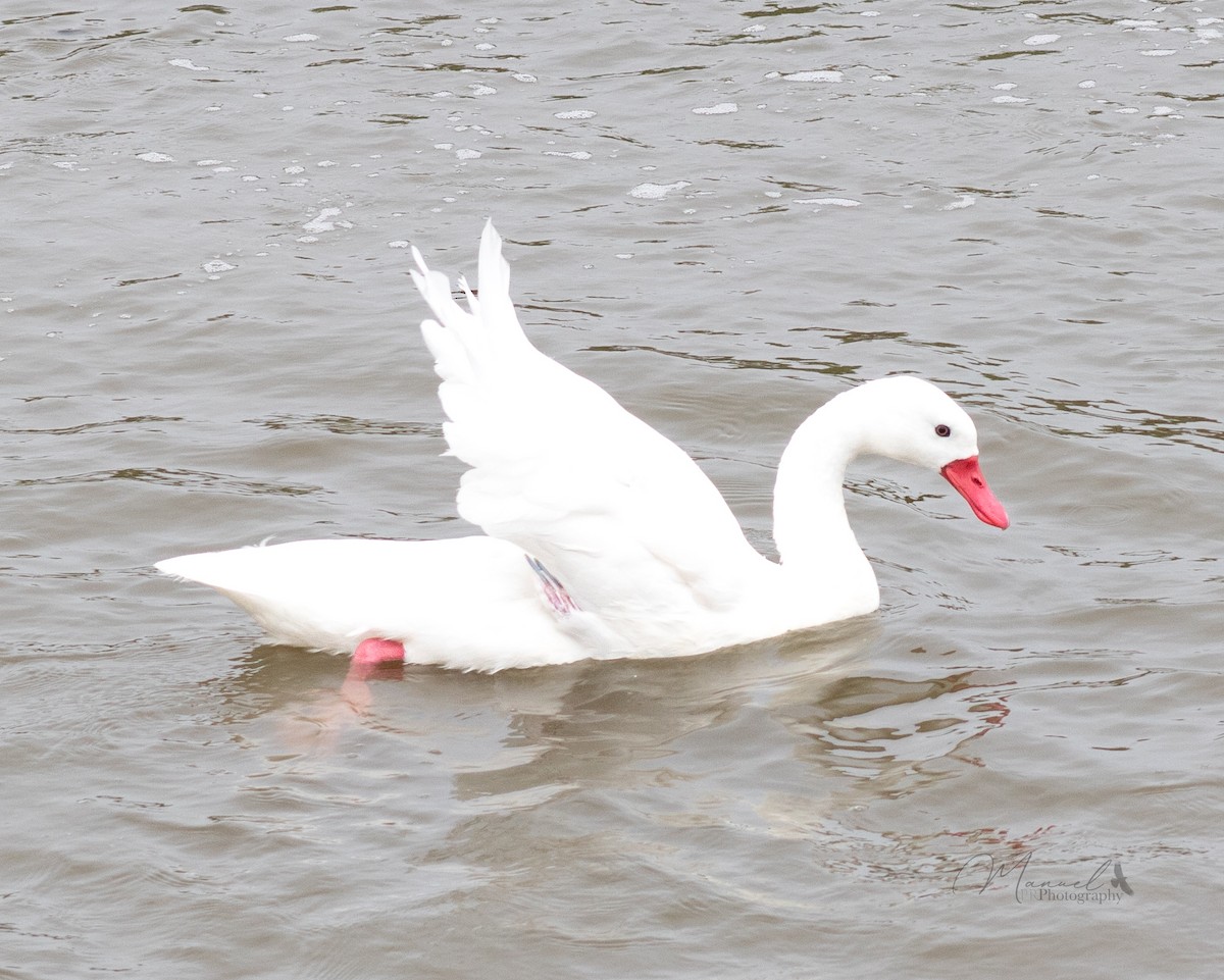 Coscoroba Swan - Manuel Pinochet Rojas