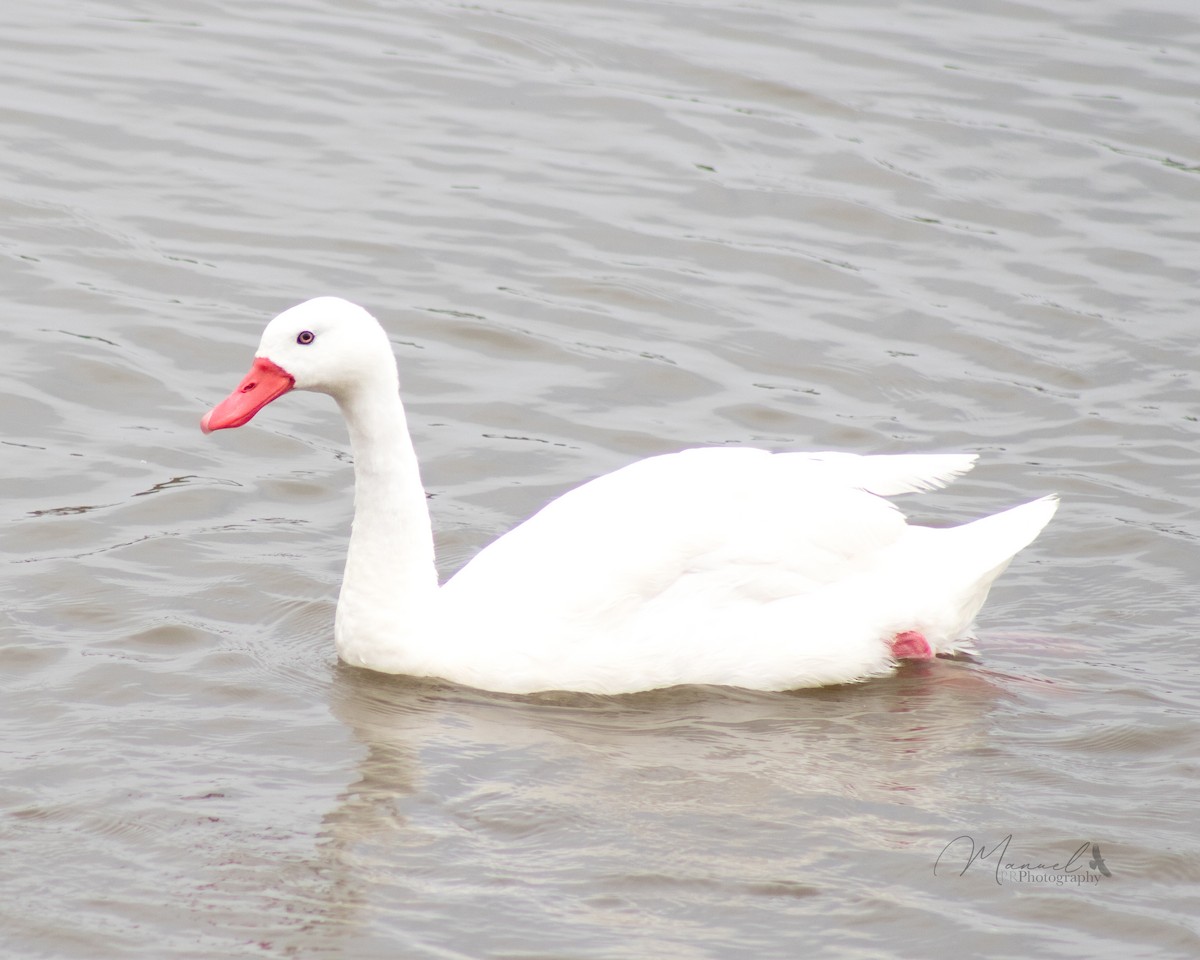 Coscoroba Swan - Manuel Pinochet Rojas