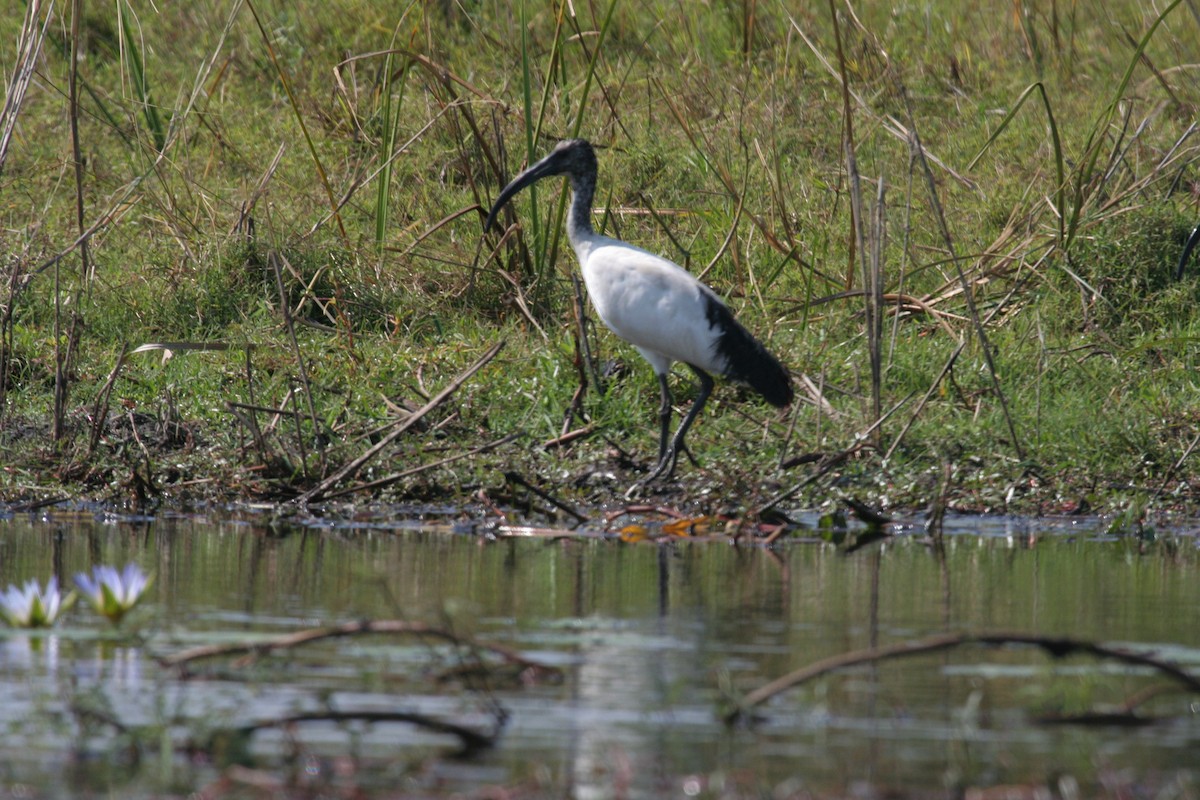 African Sacred Ibis - Guy RUFRAY