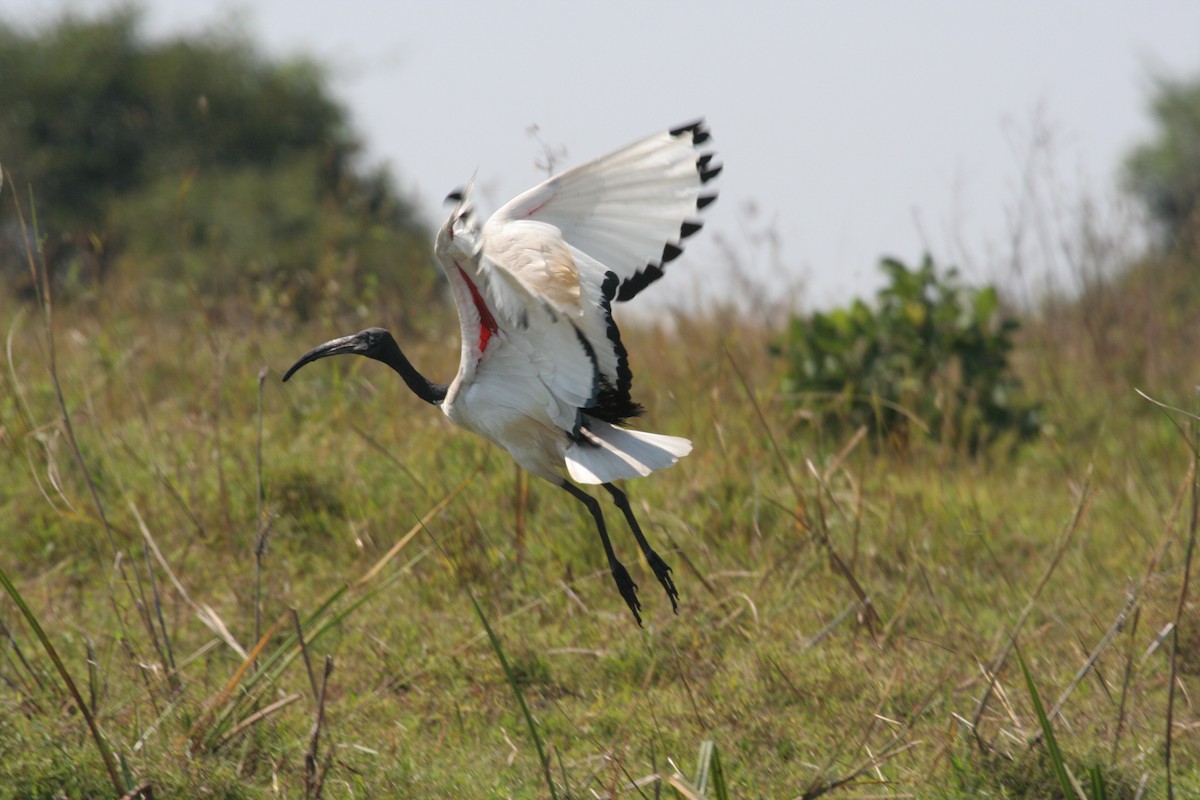 African Sacred Ibis - ML611637071