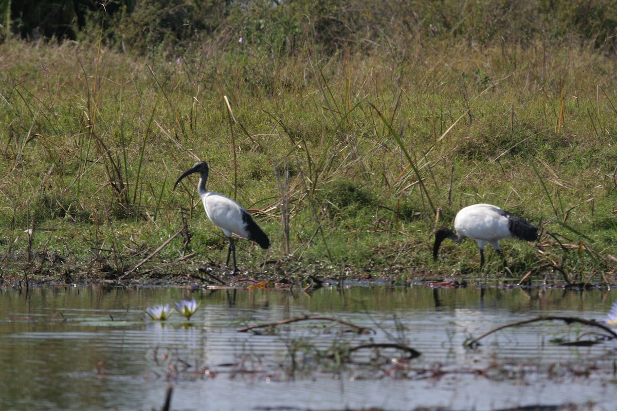 Ibis sakratua - ML611637072