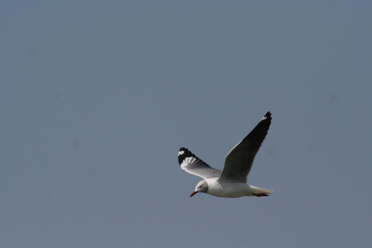 Gaviota Cabecigrís - ML611637112