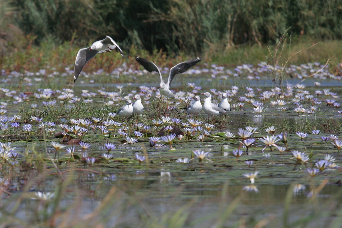 Gray-hooded Gull - Guy RUFRAY