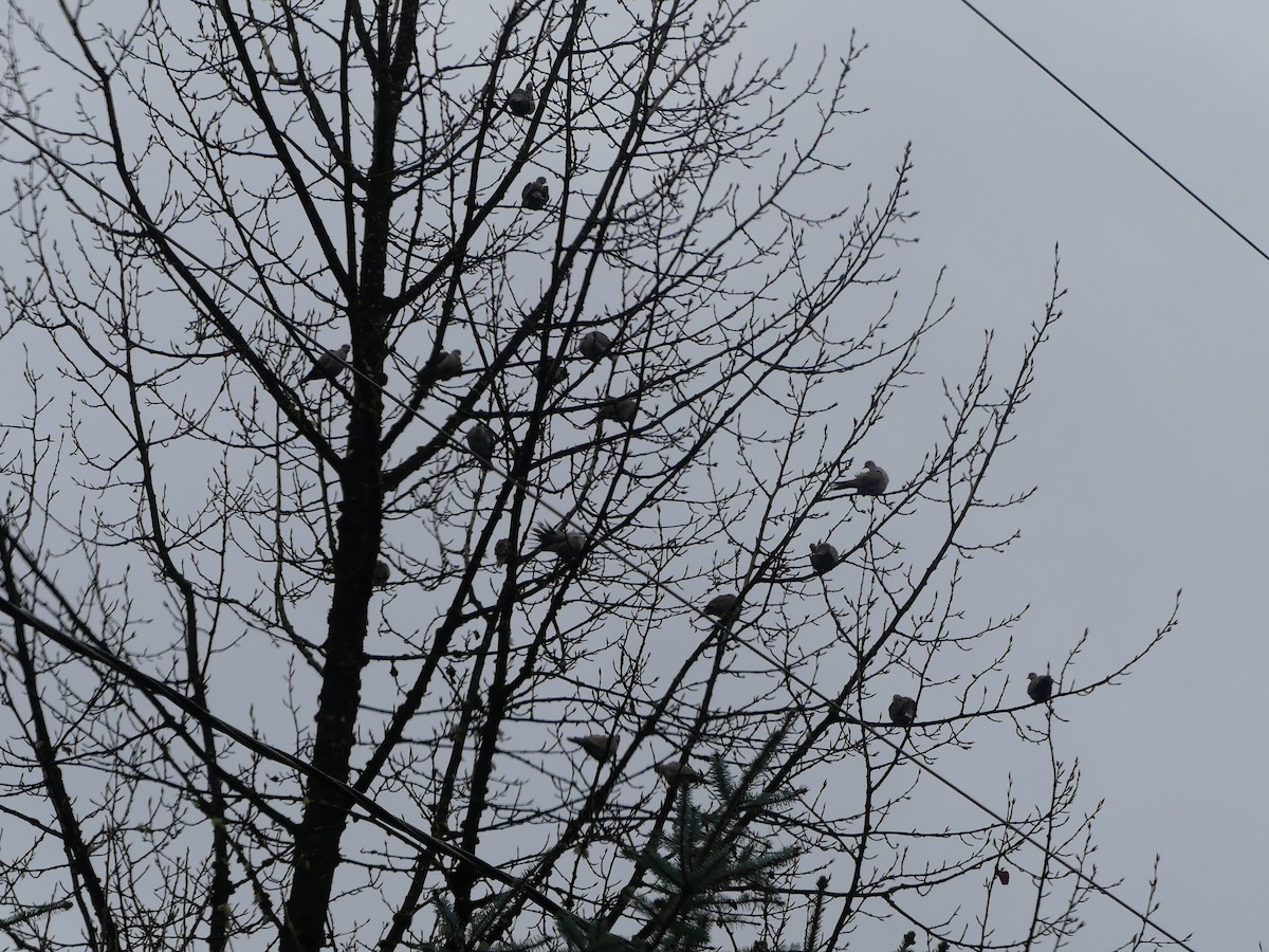 Eurasian Collared-Dove - ML611637131