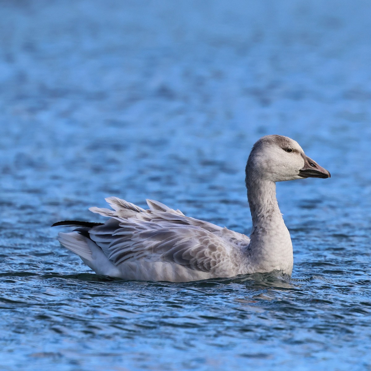 husa sněžní - ML611637144