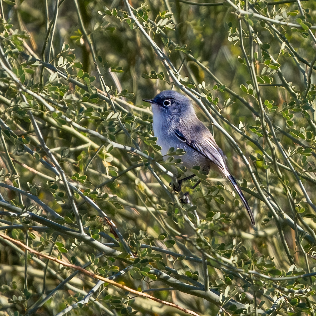 Black-tailed Gnatcatcher - ML611637170