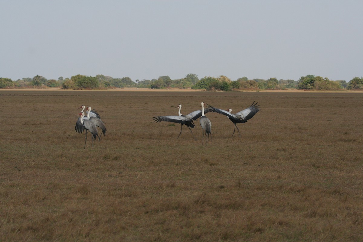 Wattled Crane - Guy RUFRAY