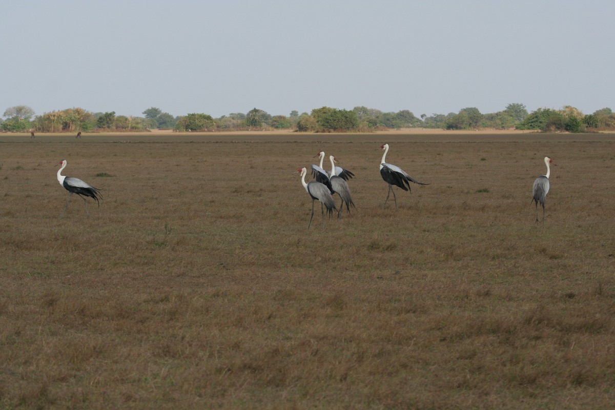 Wattled Crane - Guy RUFRAY