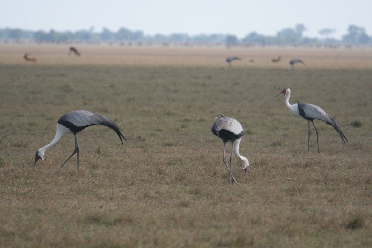 Wattled Crane - ML611637199