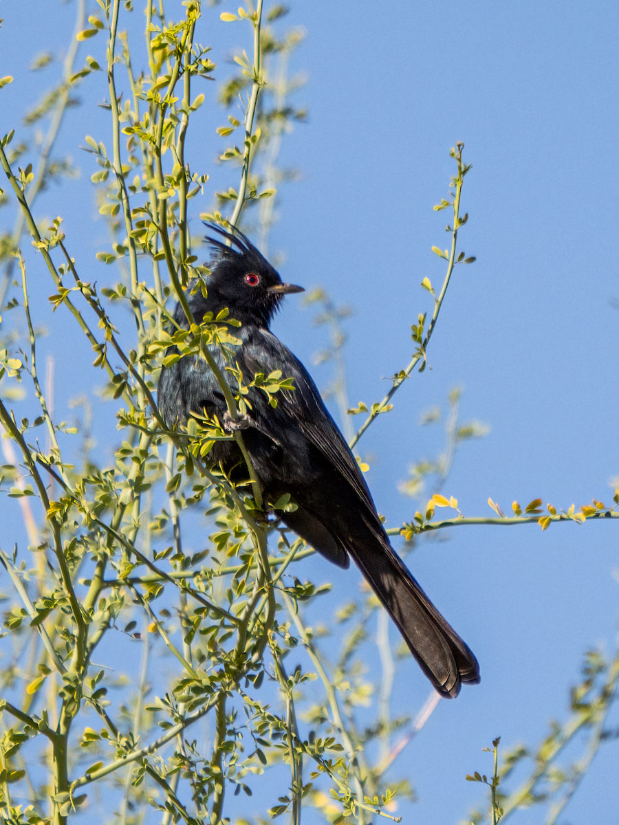 Capulinero Negro - ML611637203