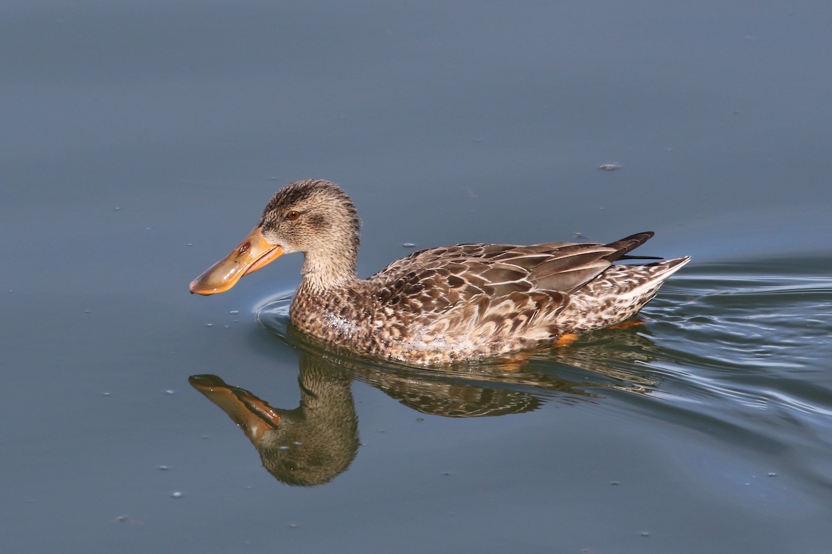 Northern Shoveler - Laurens Halsey