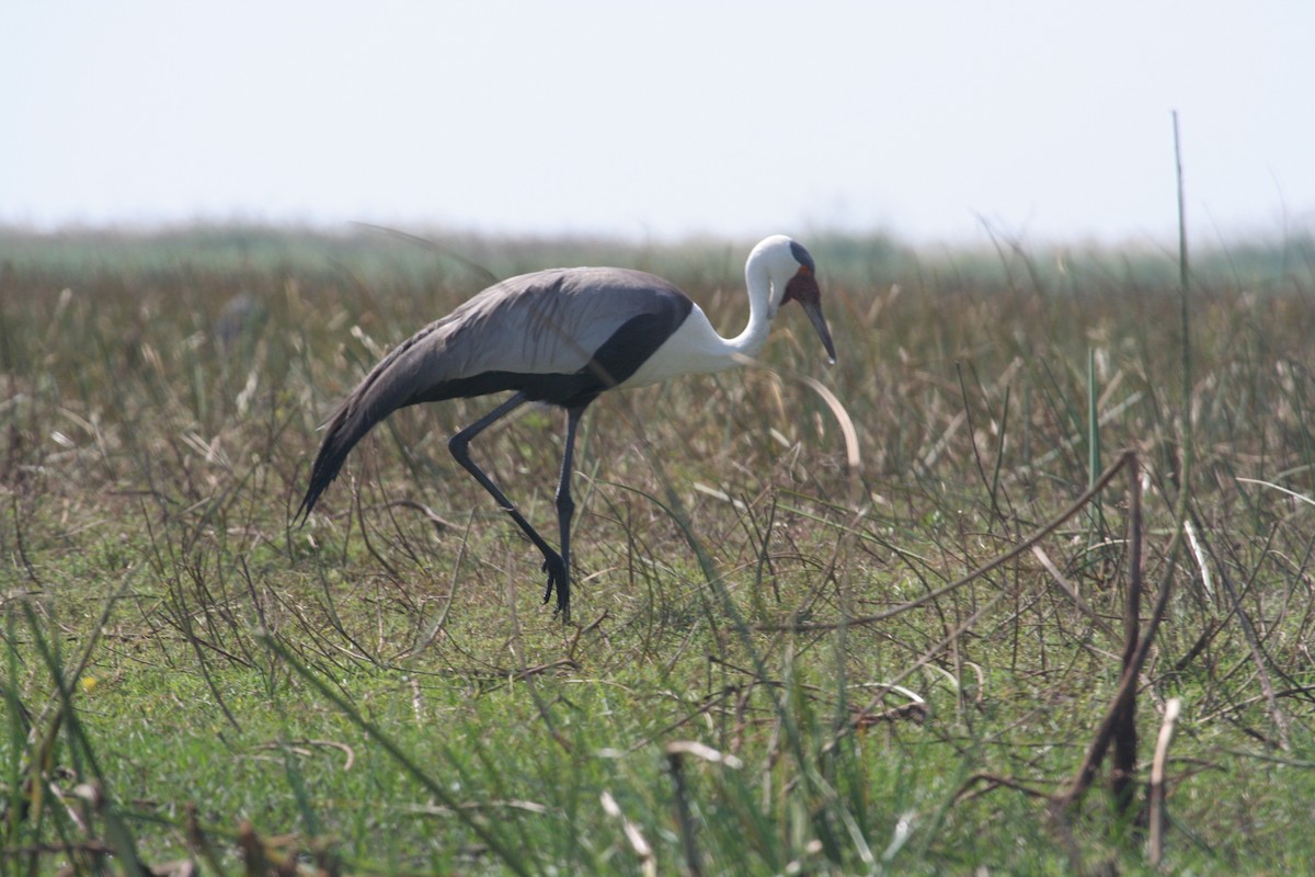 Wattled Crane - ML611637223