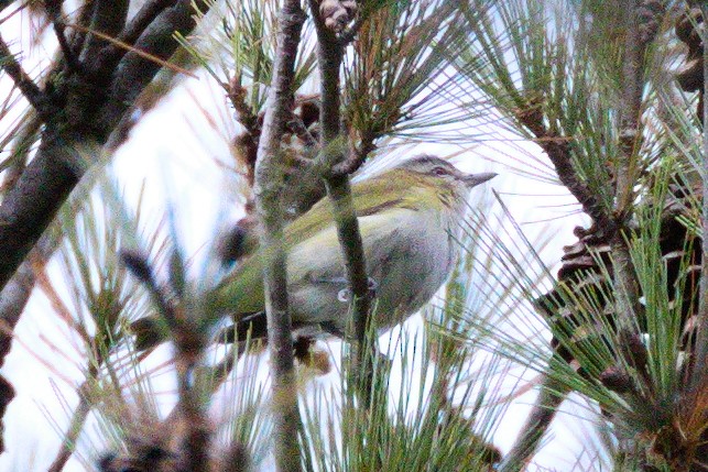 Red-eyed Vireo - ML611637230