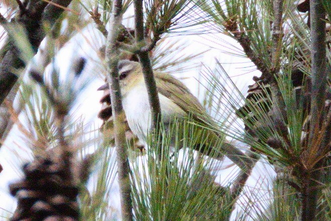 Red-eyed Vireo - ML611637232