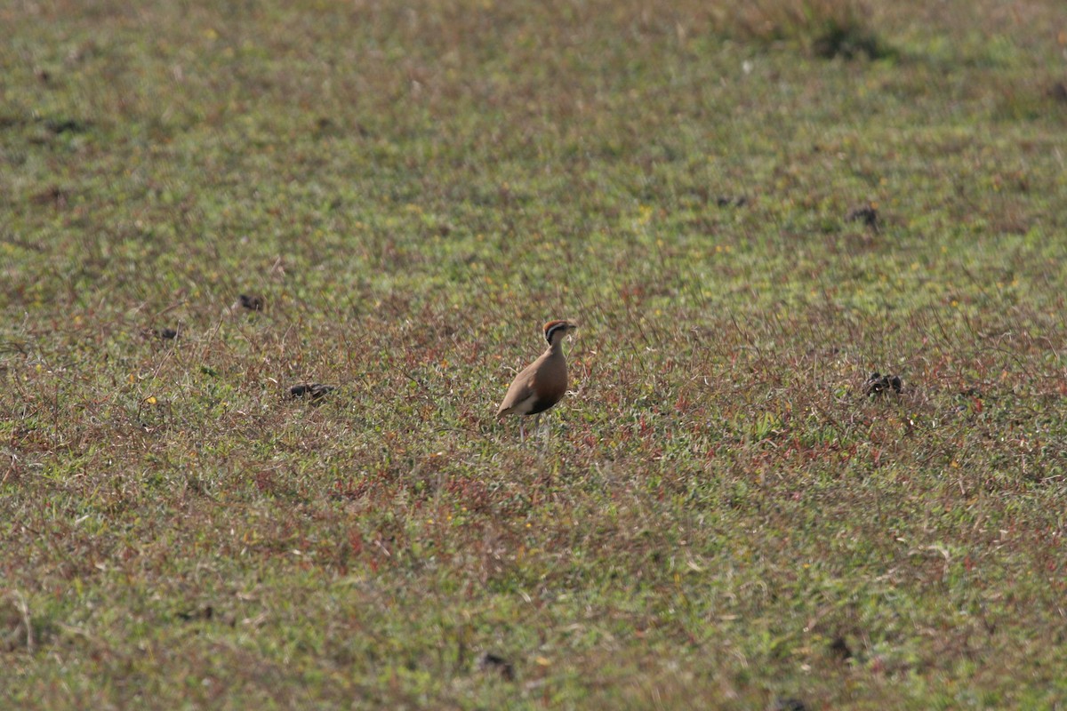 Temminck's Courser - Guy RUFRAY