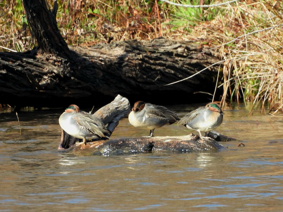 Green-winged Teal - Till Dohse