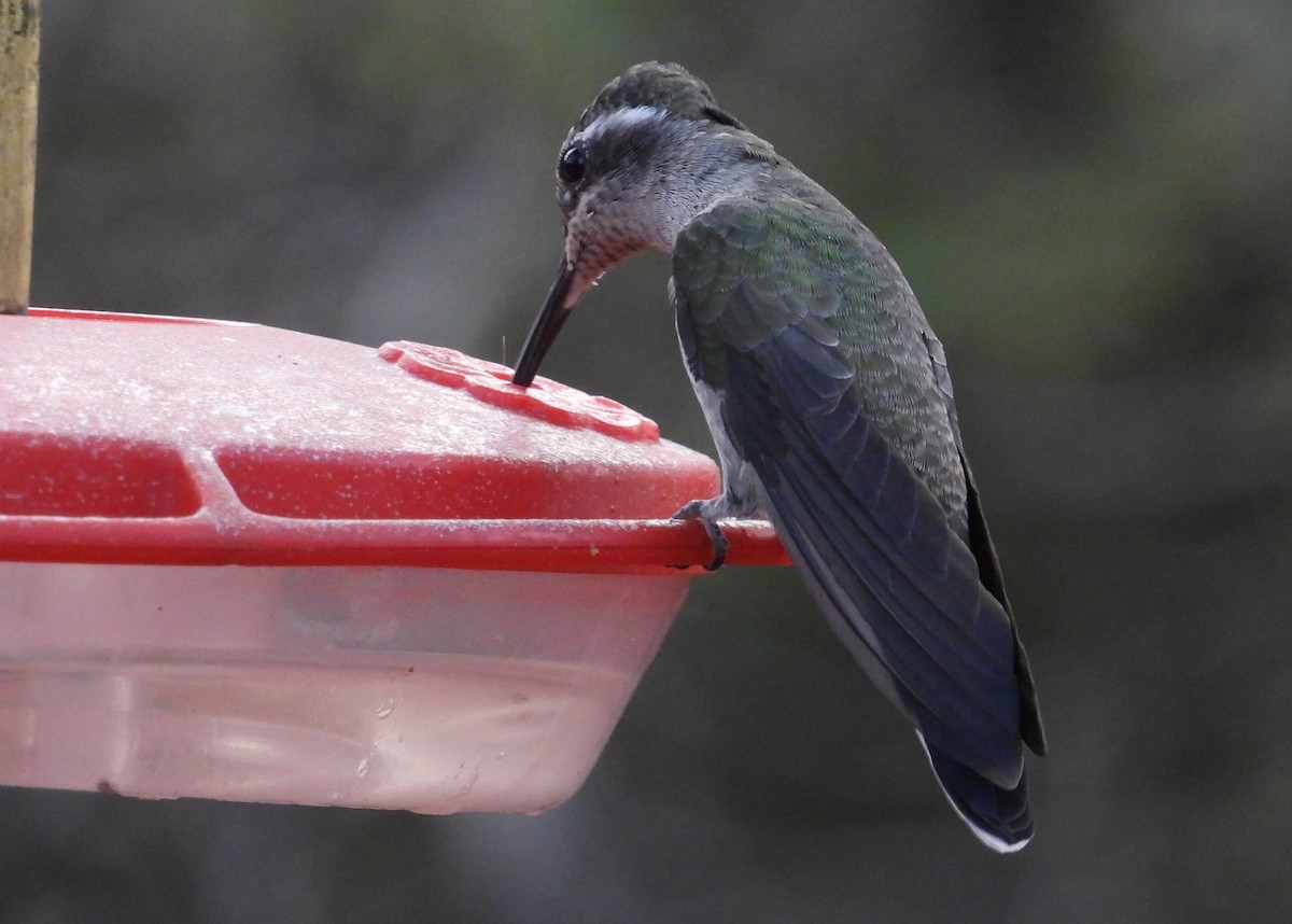 Blue-throated Mountain-gem - Kathy Springer