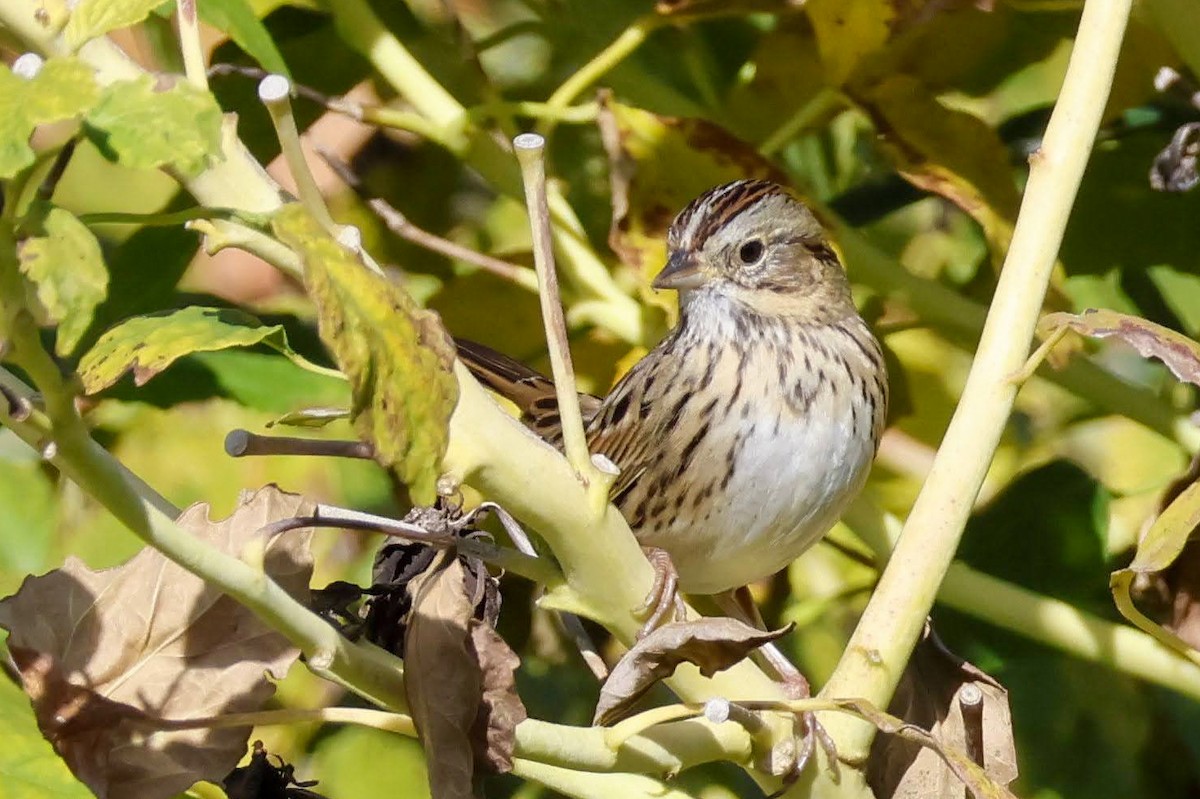 Lincoln's Sparrow - Parker Marsh