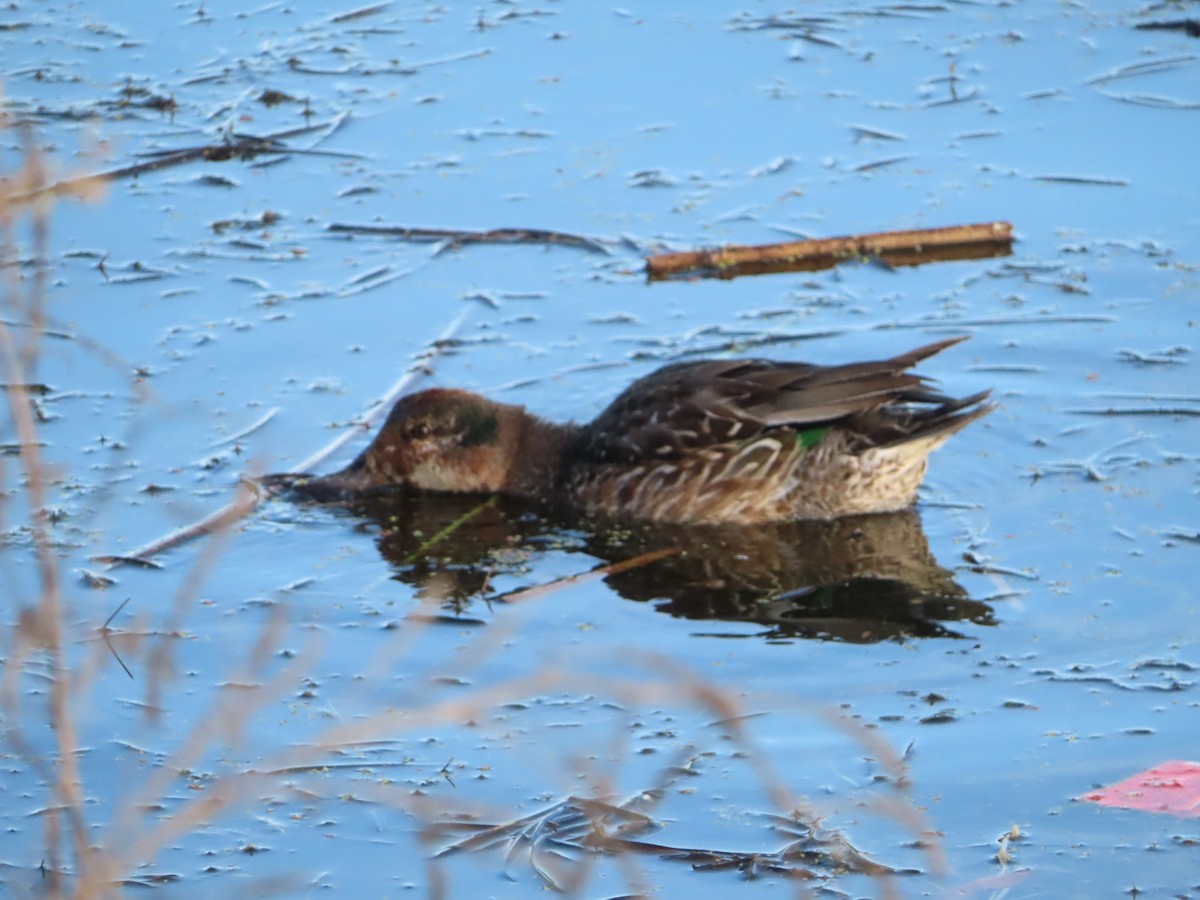 Green-winged Teal - ML611637602