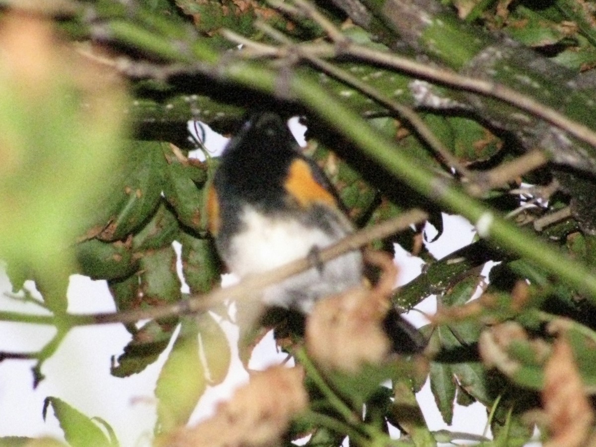 American Redstart - ML611637643