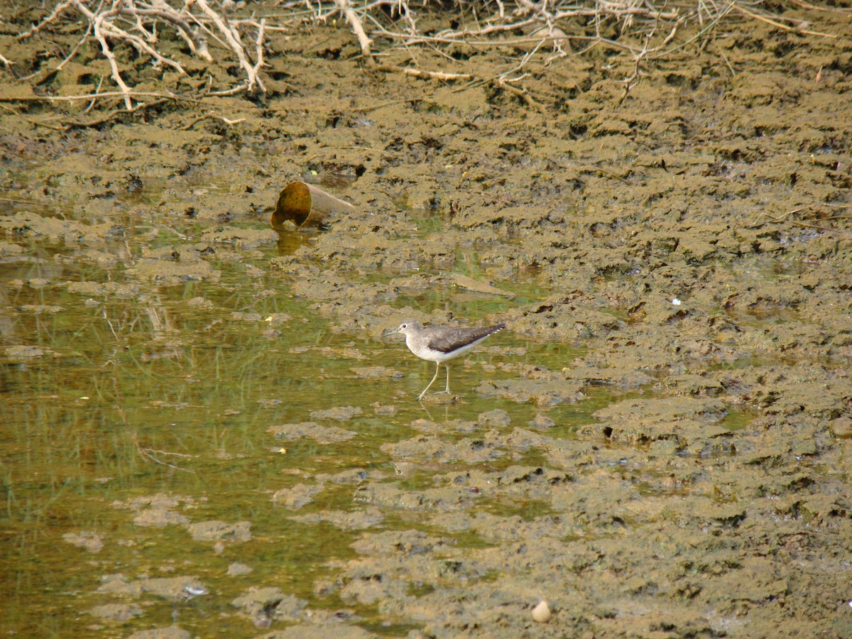 Solitary Sandpiper - ML611637743