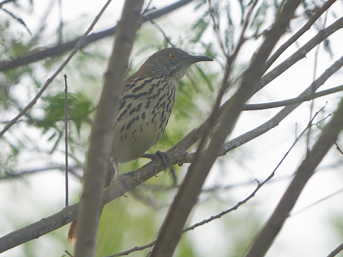 Long-billed Thrasher - ML611637776