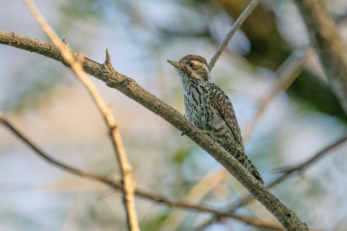 Checkered Woodpecker - Raphael Kurz -  Aves do Sul