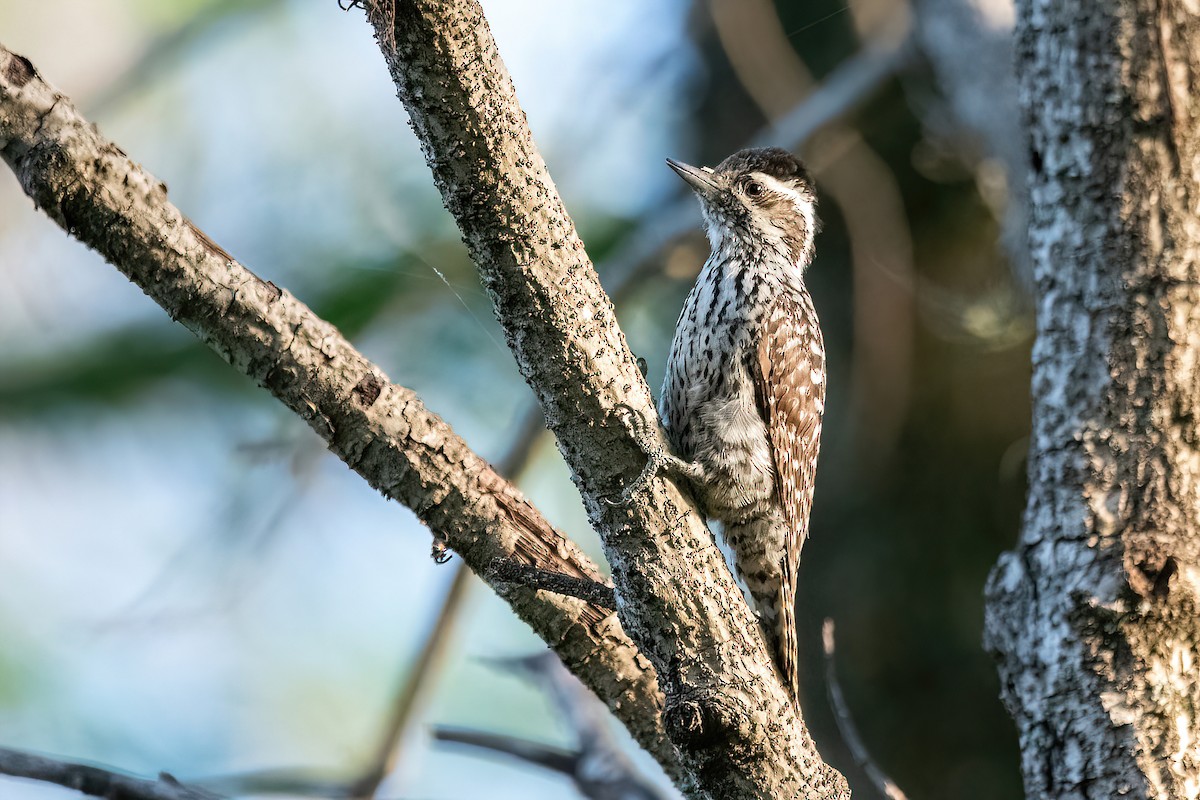 Checkered Woodpecker - Raphael Kurz -  Aves do Sul