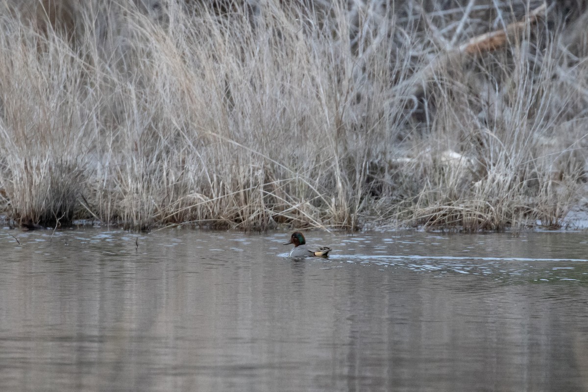 Green-winged Teal - ML611637799