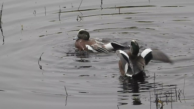 American Wigeon - ML611637863