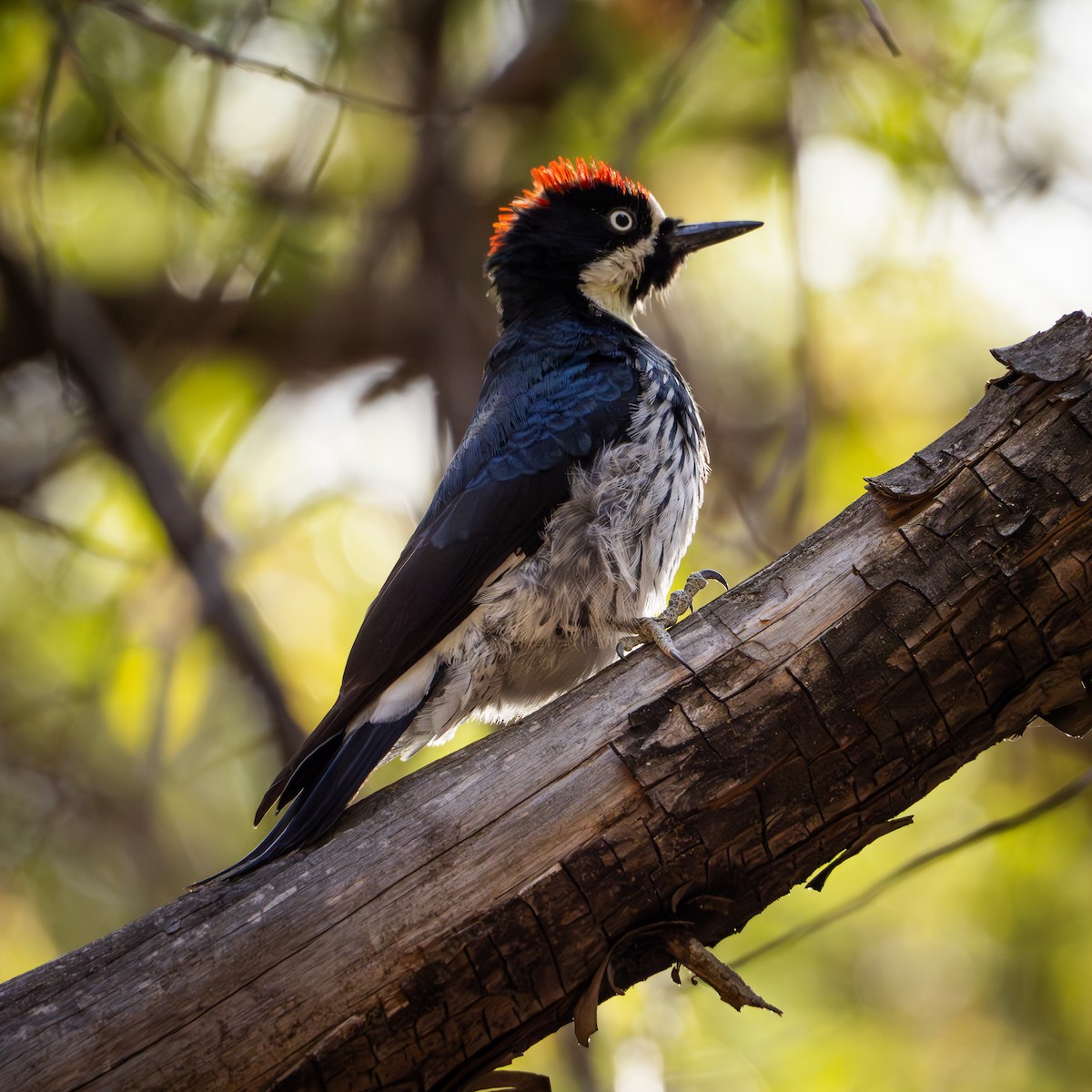 Acorn Woodpecker - ML611637920