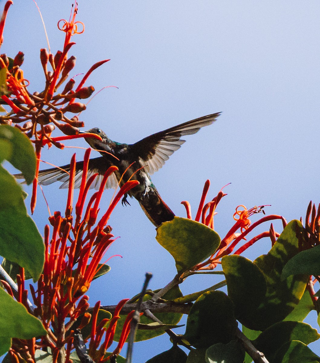 Green-breasted Mango - ML611637925