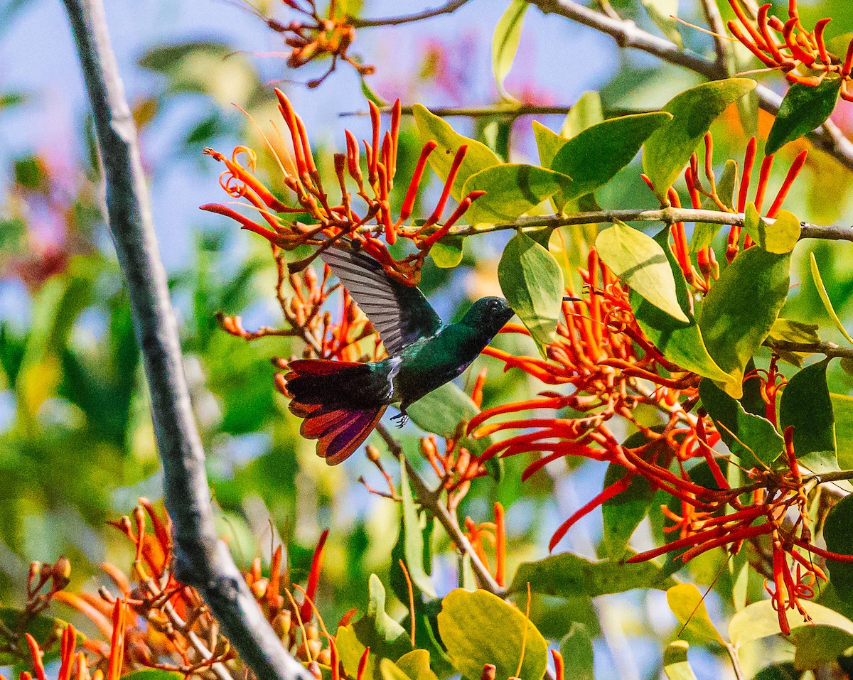 Green-breasted Mango - ML611637927