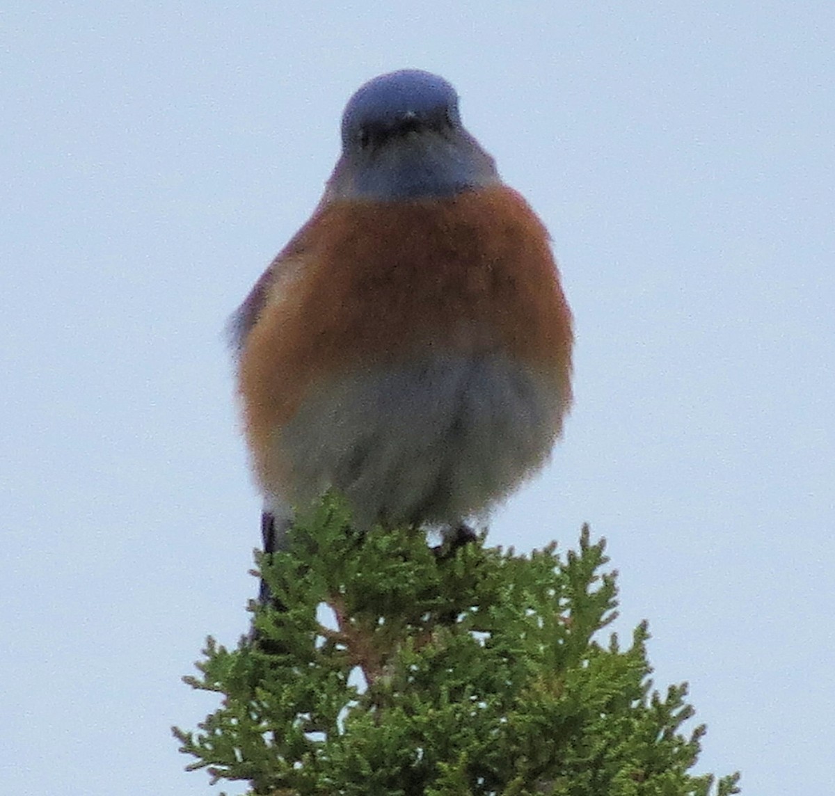 Western Bluebird - ML611637930
