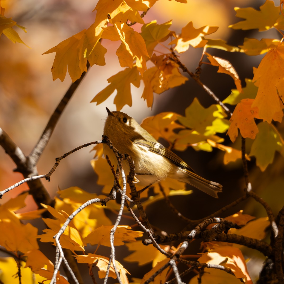 Ruby-crowned Kinglet - Eldon Vita