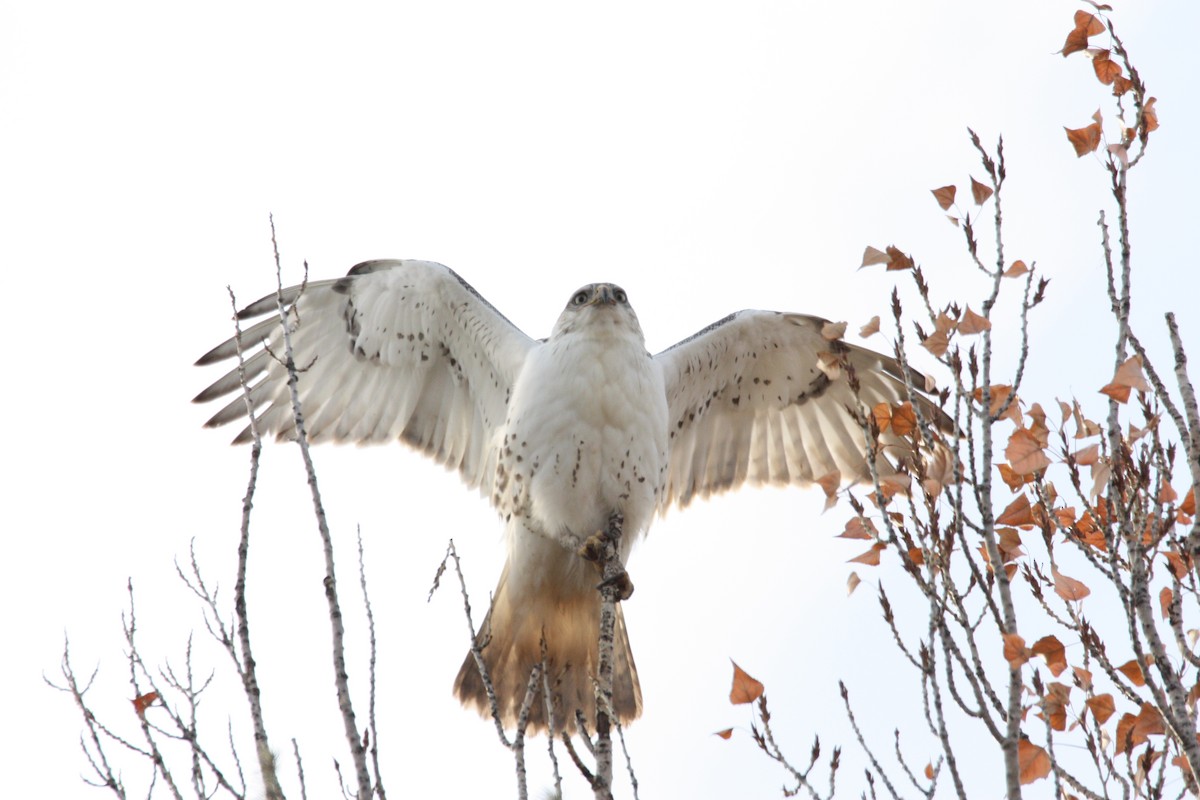 Ferruginous Hawk - ML611637979