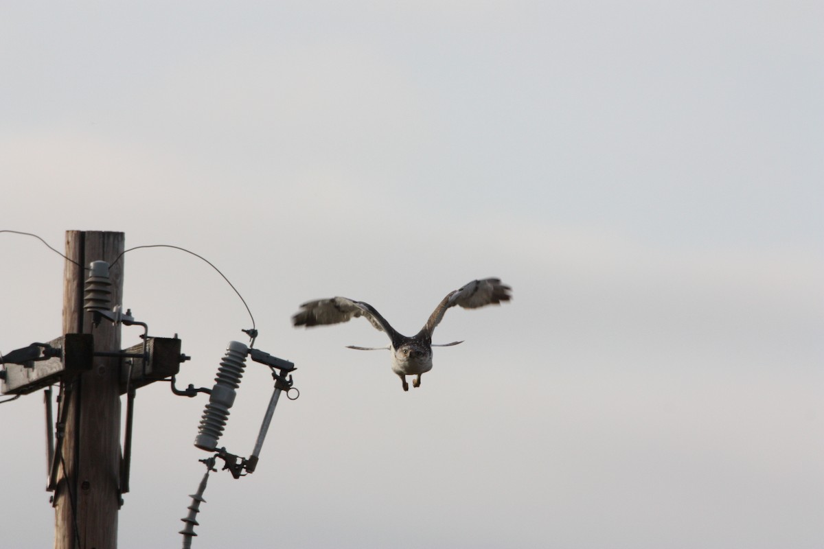 Ferruginous Hawk - Grant Pegram