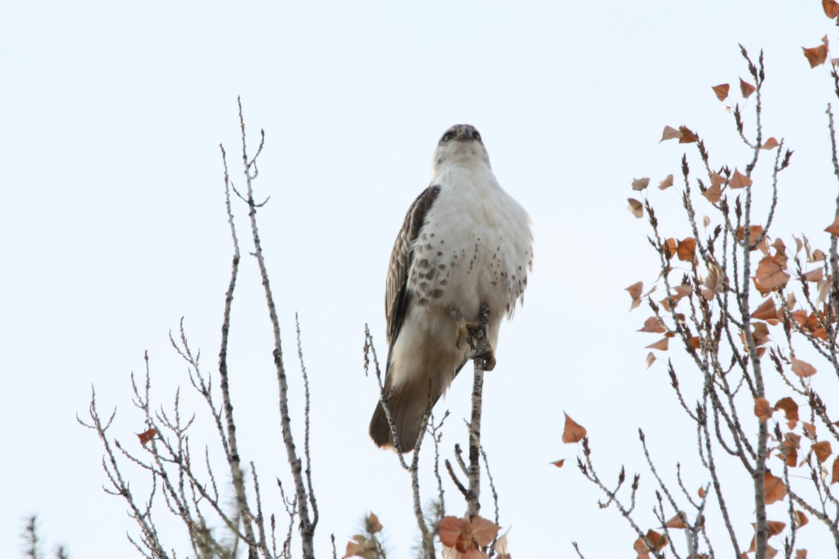 Ferruginous Hawk - Grant Pegram