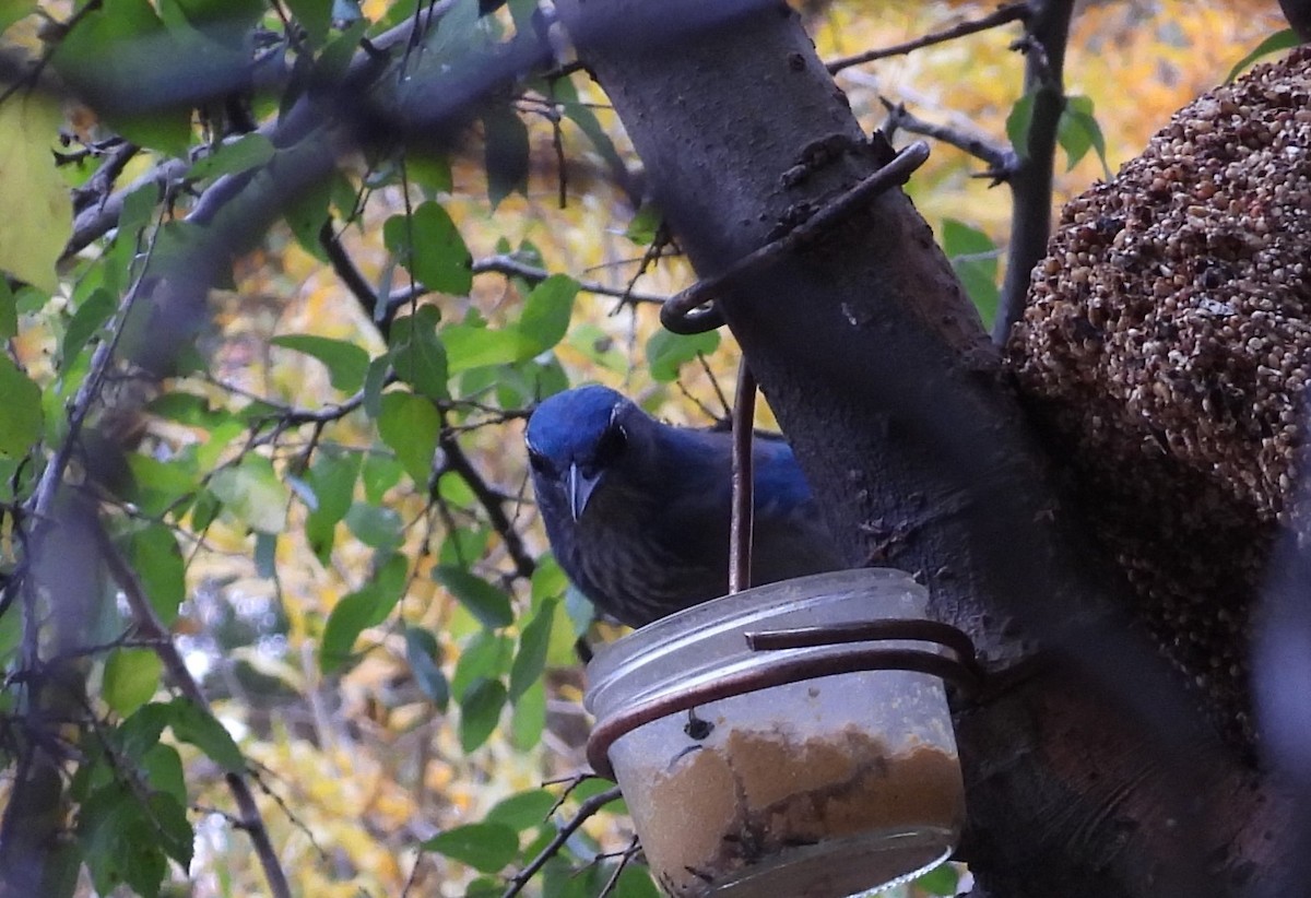 Woodhouse's Scrub-Jay - ML611637984