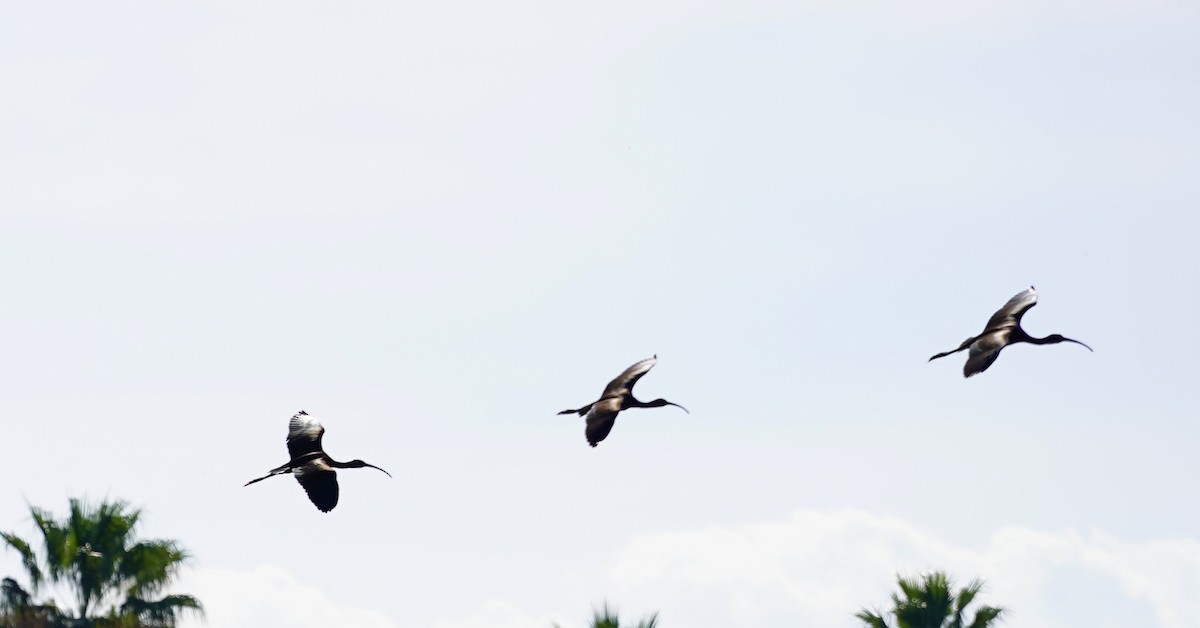 ibis americký - ML611638042