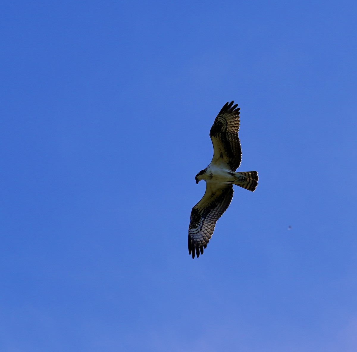 Águila Pescadora - ML611638055