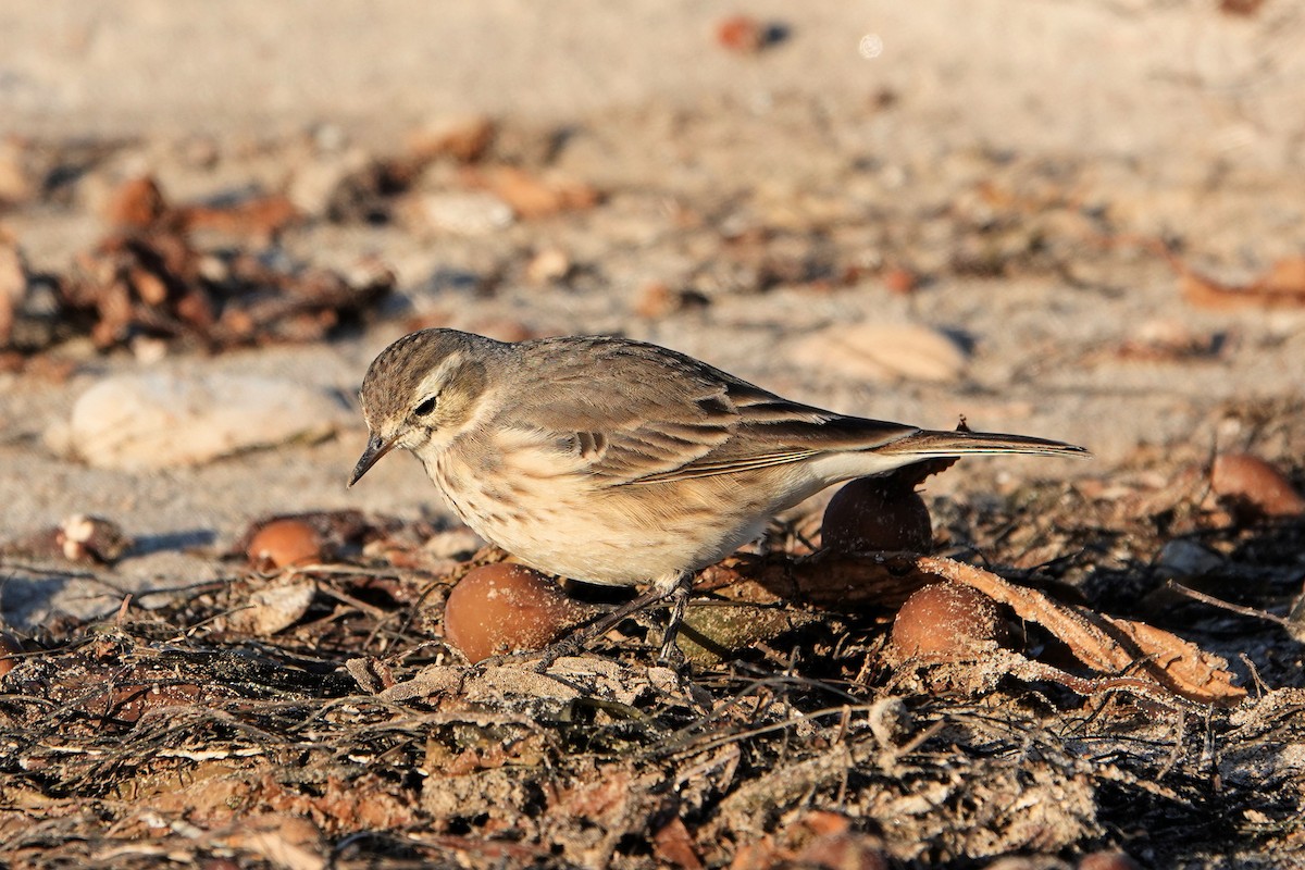 Pipit d'Amérique - ML611638129